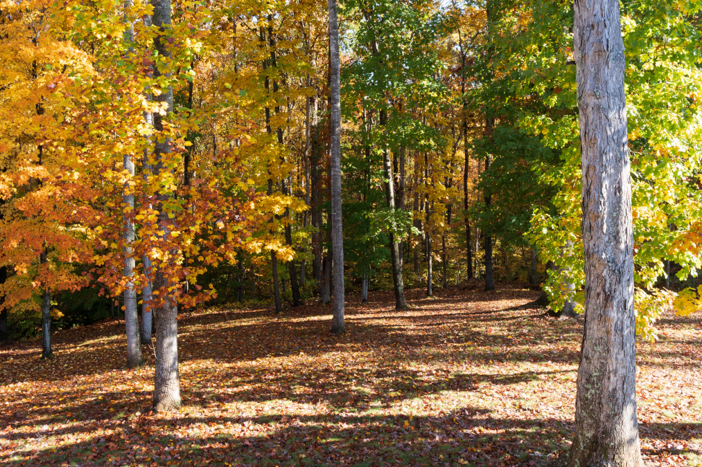 Fall colors